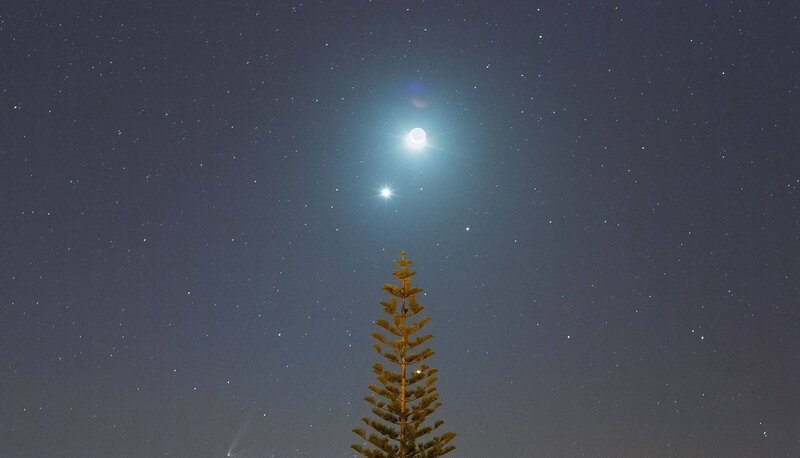 Tree under Night Sky — Dark Blue
