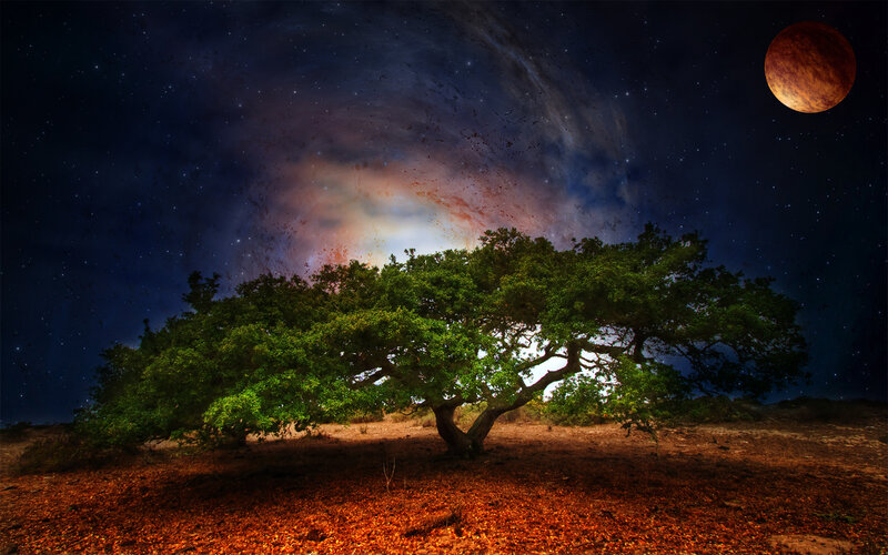 Tree under Starry Sky