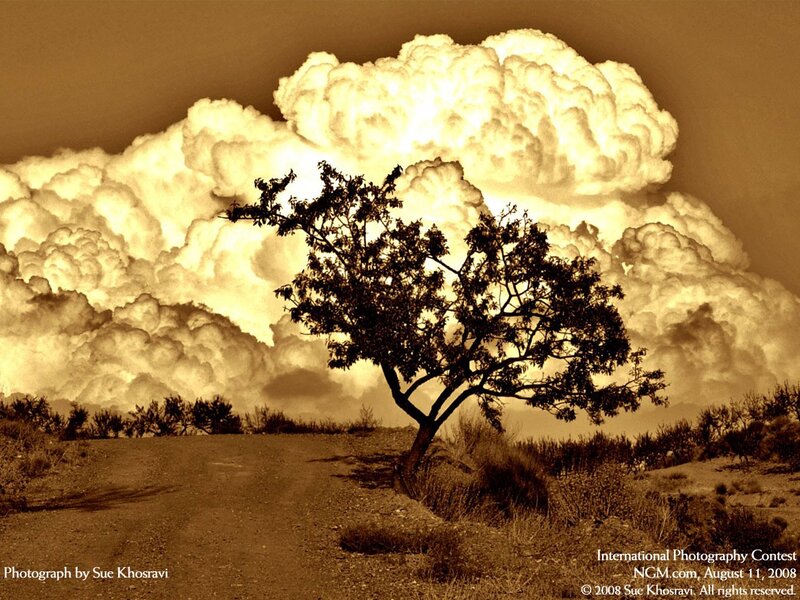 Tree under storm clouds