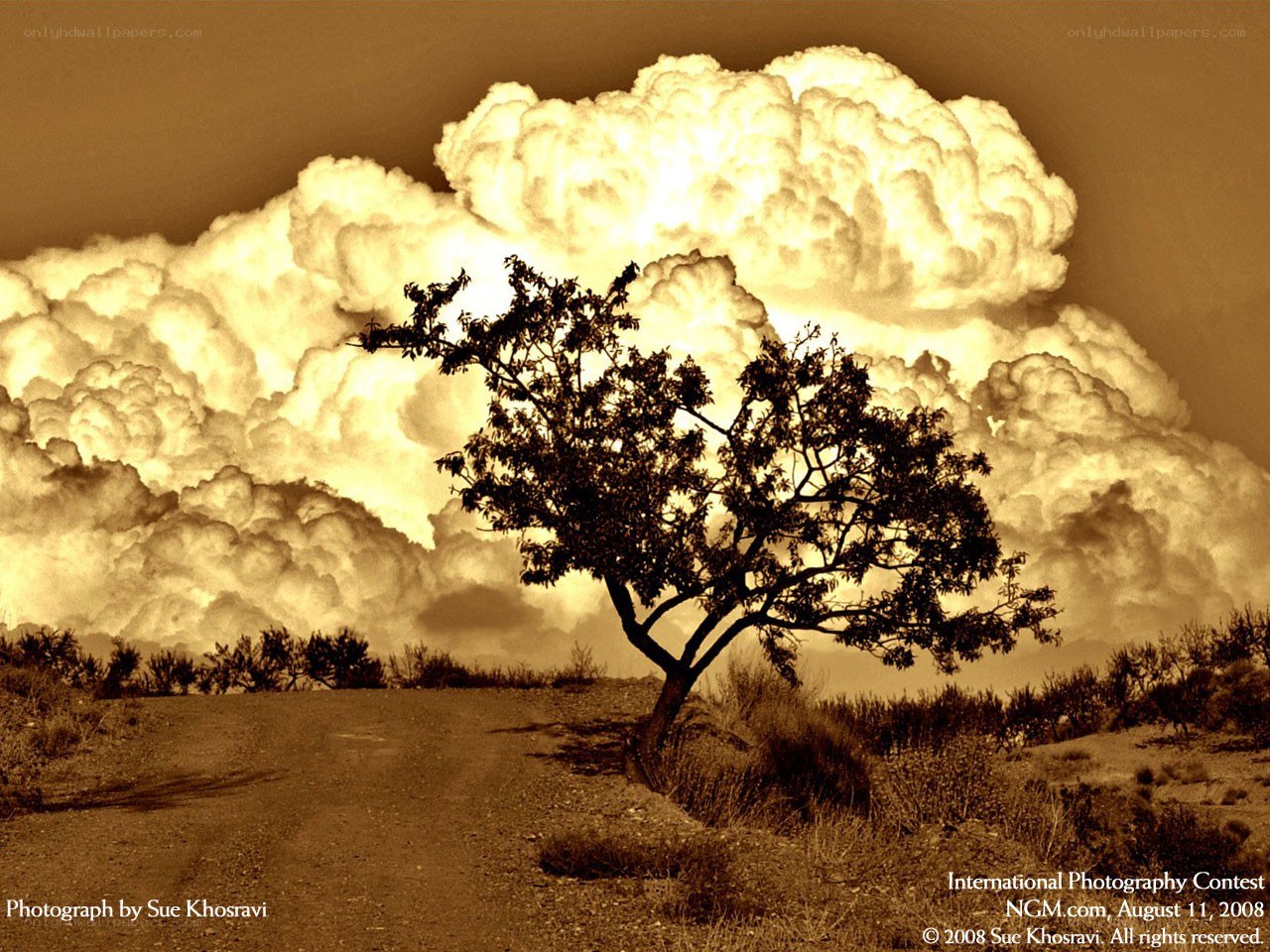 Tree under storm clouds