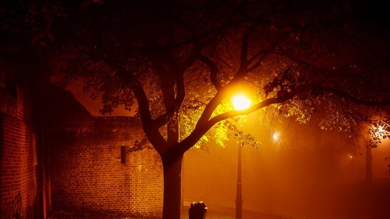 Tree under Streetlight