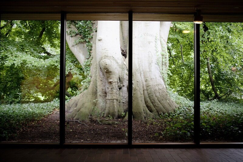Tree viewed through glass panels