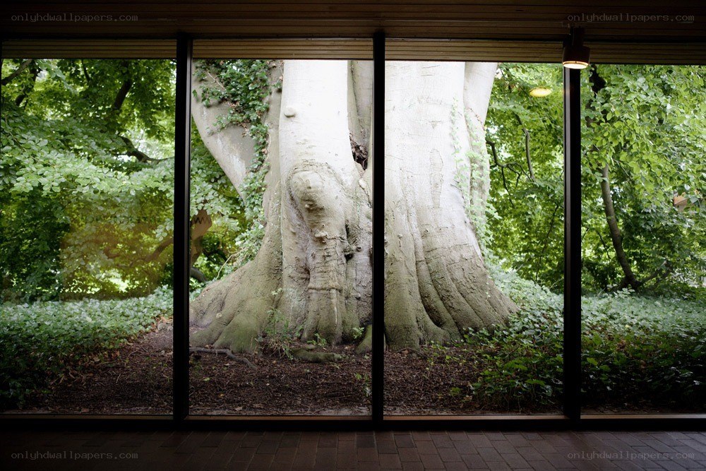 Tree viewed through glass panels