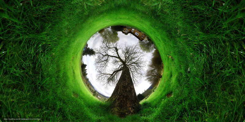 Tree Viewed Through Grass