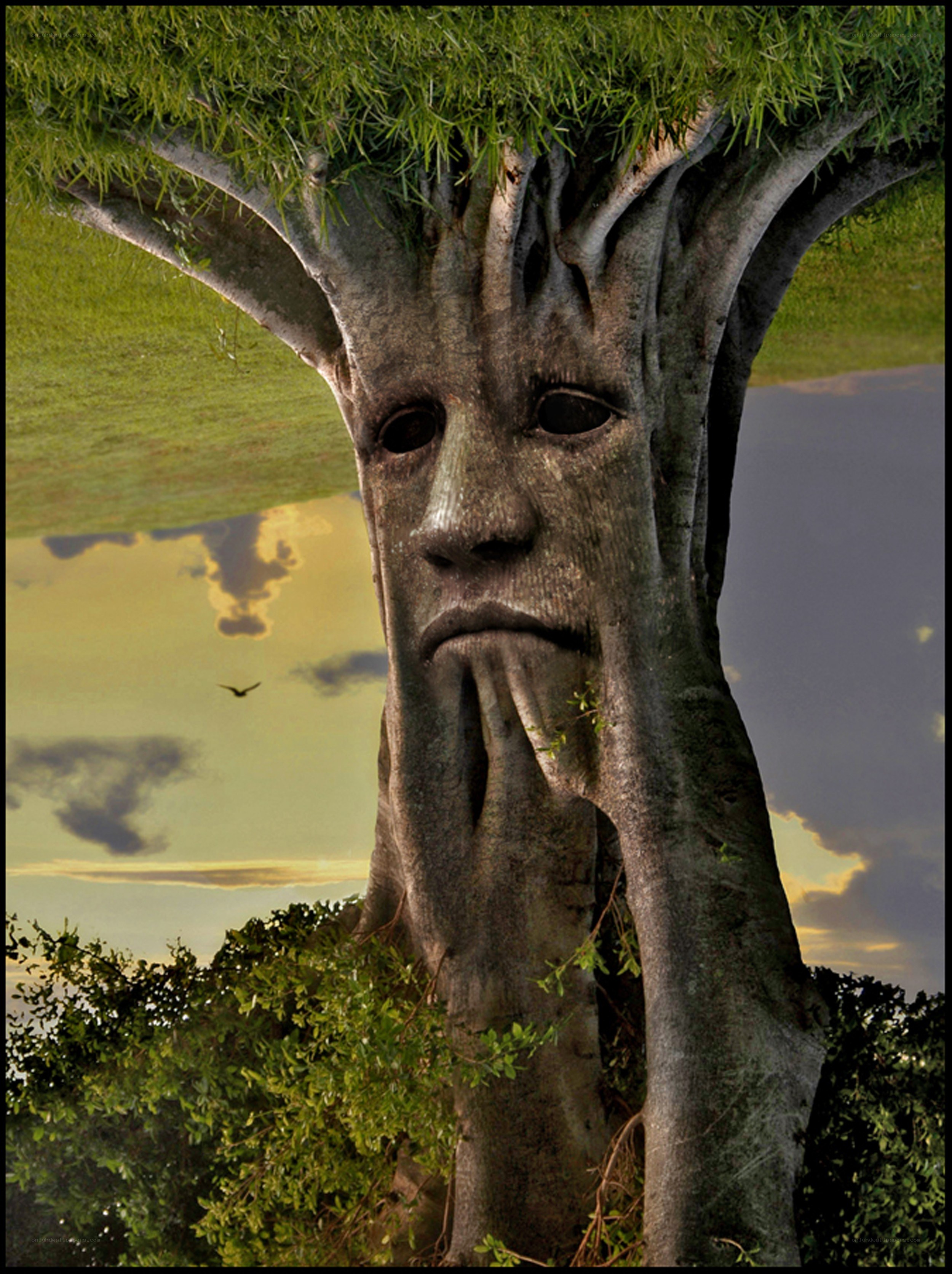 Tree with a face
