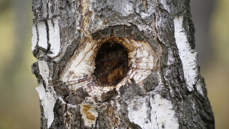tree with a hole in its trunk