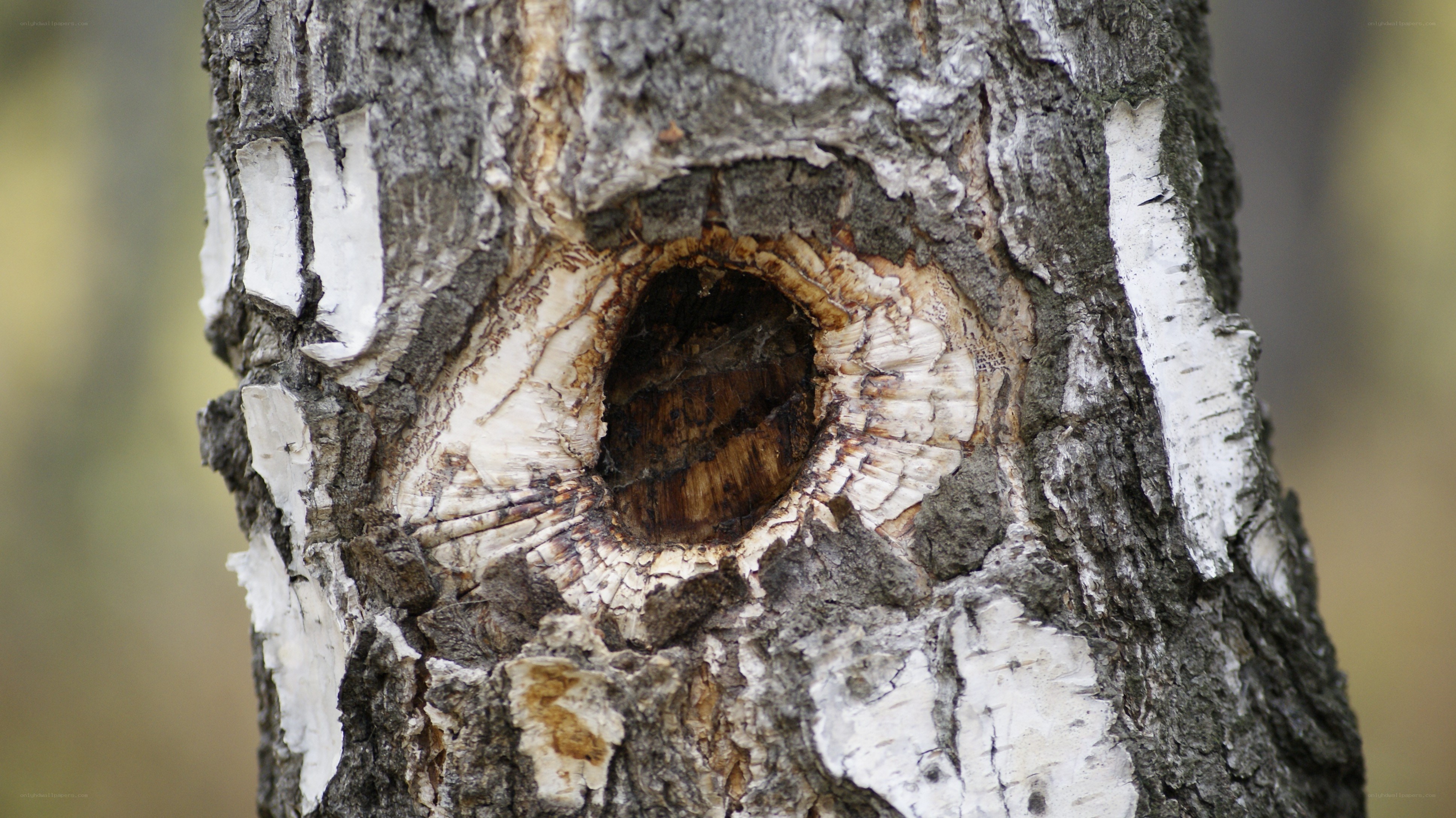 tree with a hole in its trunk