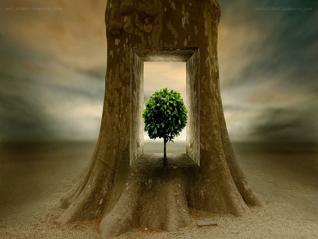 Tree with a window