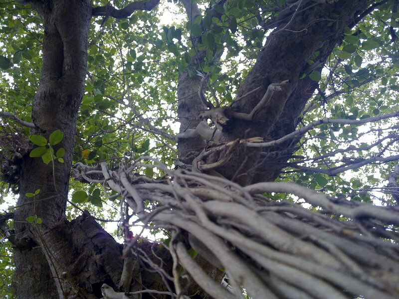 Tree with Aerial Roots