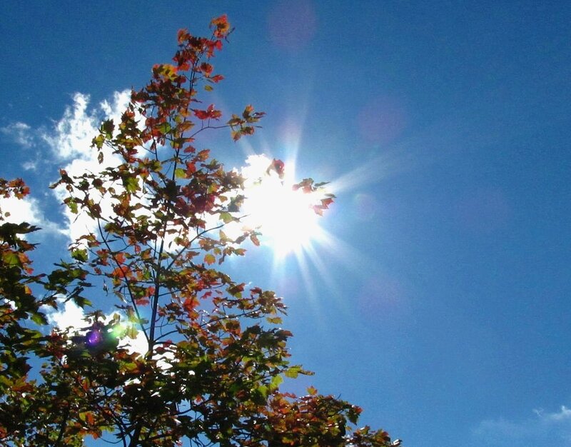 Tree with Autumn Leaves — Blue, Bright