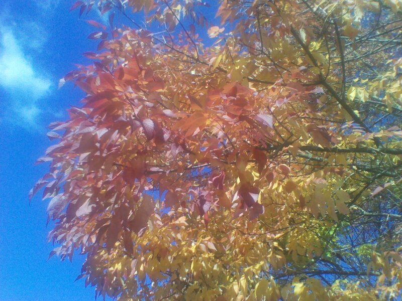 Tree with Autumn Leaves — Blue, Serene, Photograph, Sky, Clouds