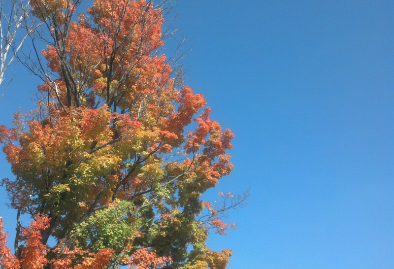 Tree with Autumn Leaves — Blue, Serene, Photograph, Sky