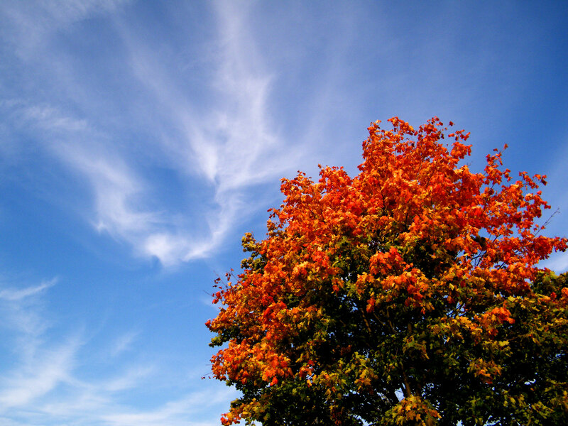 Tree with Autumn Leaves — Blue, Serene, Photograph