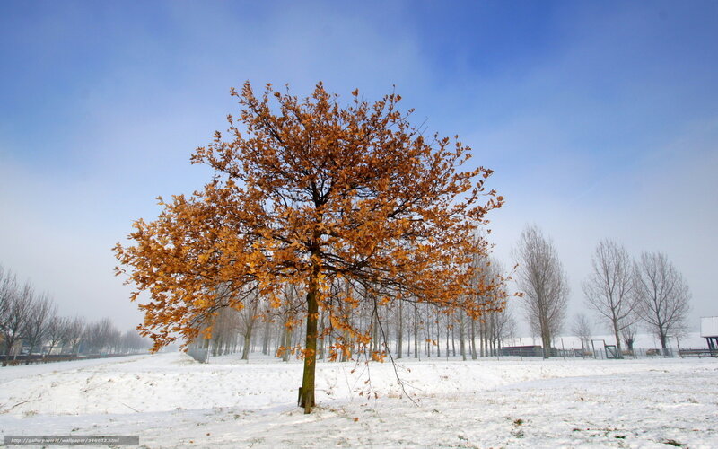 Tree with Autumn Leaves — Blue, Serene, Winter