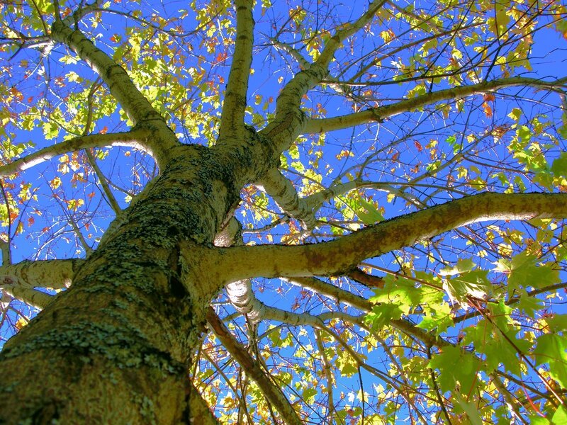 Tree with Autumn Leaves — Blue