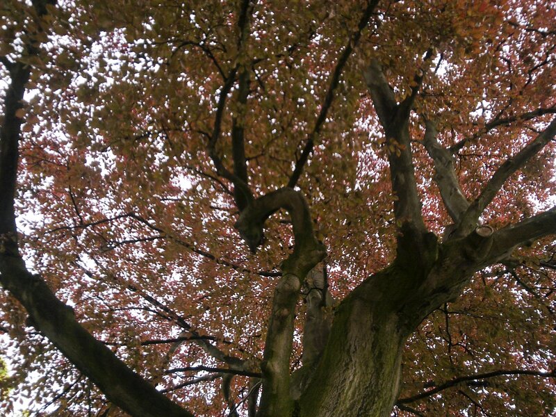 Tree with Autumn Leaves — Brown, Calm