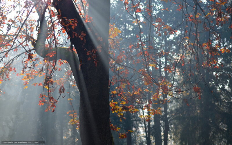 Tree with Autumn Leaves — Brown, Serene, Photograph, Sunlight, Forest