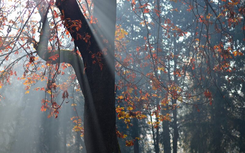 Tree with Autumn Leaves — Brown, Serene, Photograph, Sunlight