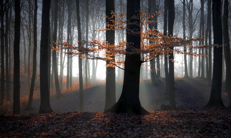 Tree with Autumn Leaves — Brown, Serene, Photograph