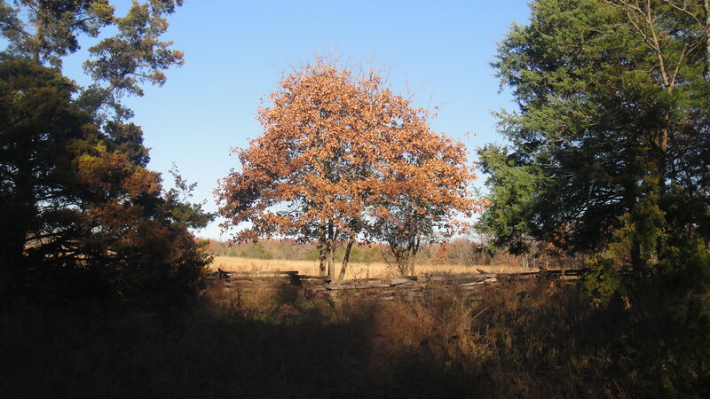 Tree with Autumn Leaves — Brown, Serene