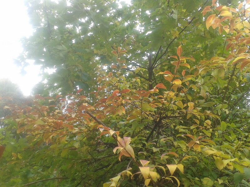 Tree with Autumn Leaves — Green, Calm, Photograph, Branches