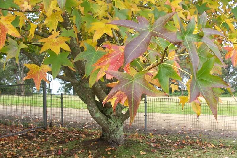Tree with Autumn Leaves — Green, Calm, Photograph