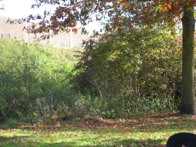 Tree with Autumn Leaves — Green, Calm, Photograph, Trees