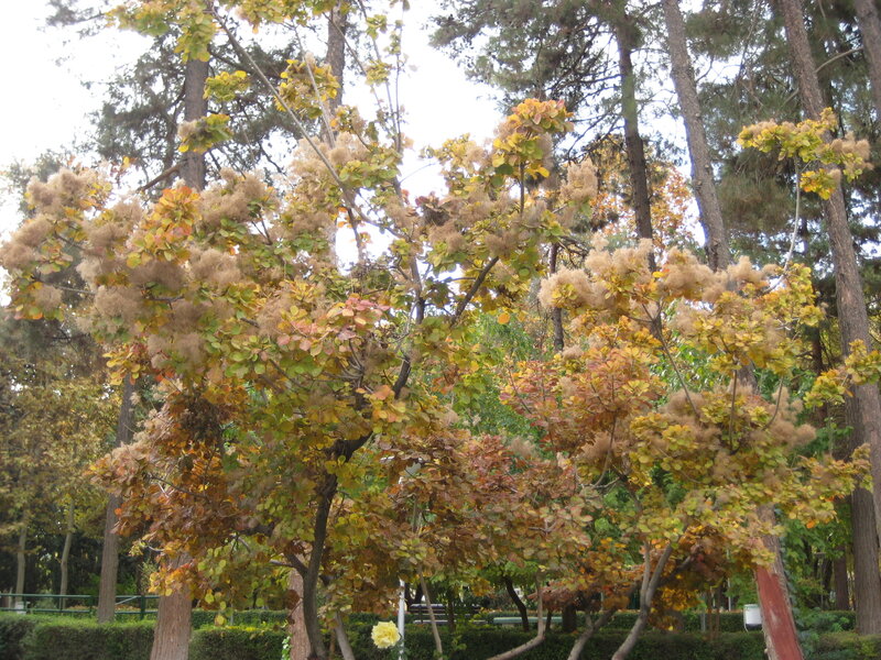Tree with Autumn Leaves — Green, Calm
