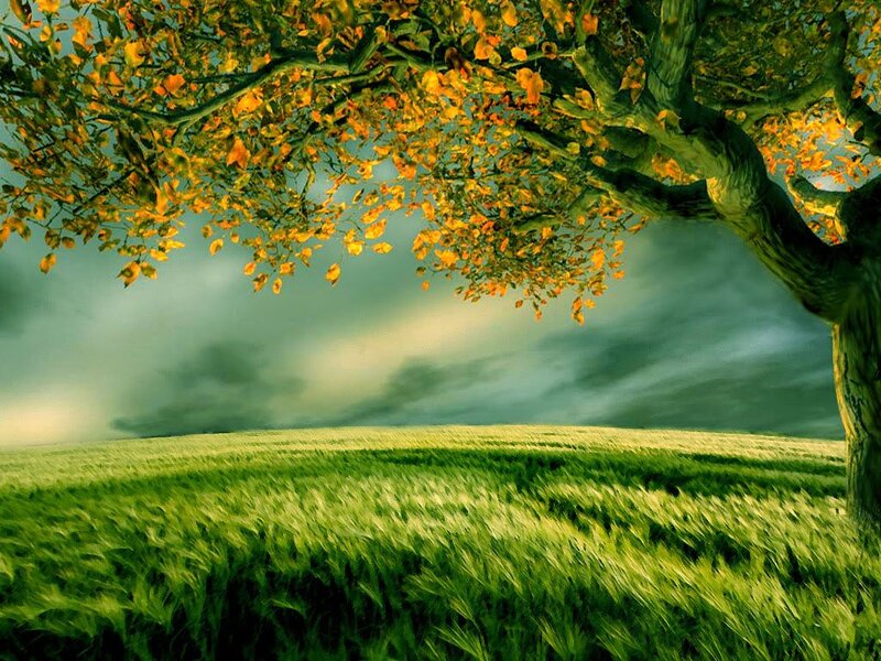 Tree with Autumn Leaves — Green, Dramatic