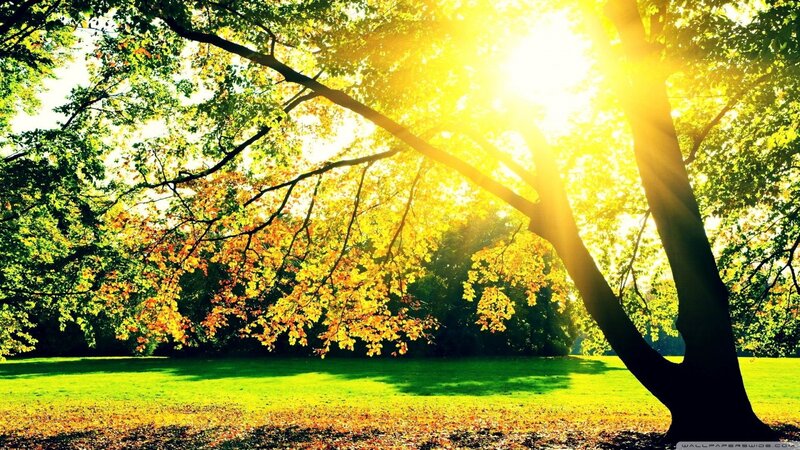 Tree with Autumn Leaves — Green, Serene, Afternoon