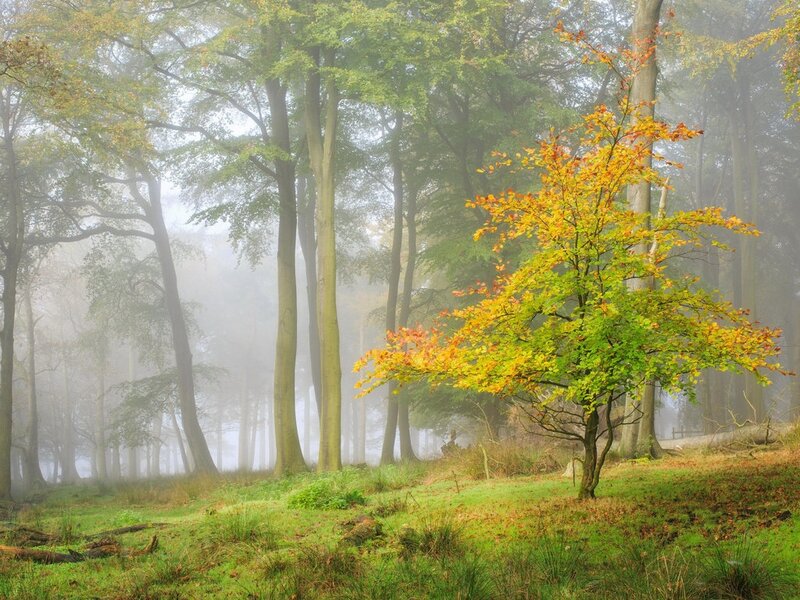 Tree with Autumn Leaves — Green, Serene, Photograph, Forest, Fog
