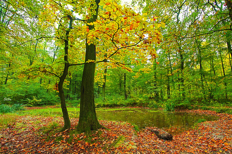 Tree with Autumn Leaves — Green, Serene, Photograph, Forest