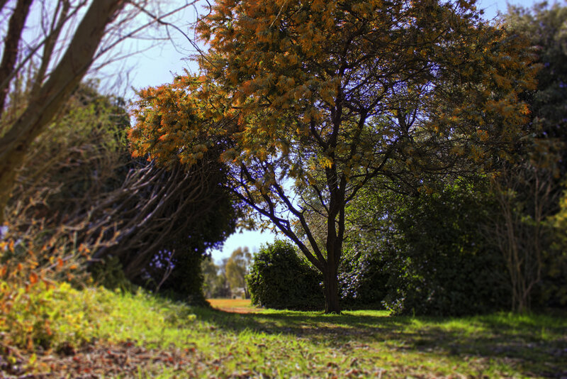 Tree with Autumn Leaves — Green, Serene, Photograph, Grass