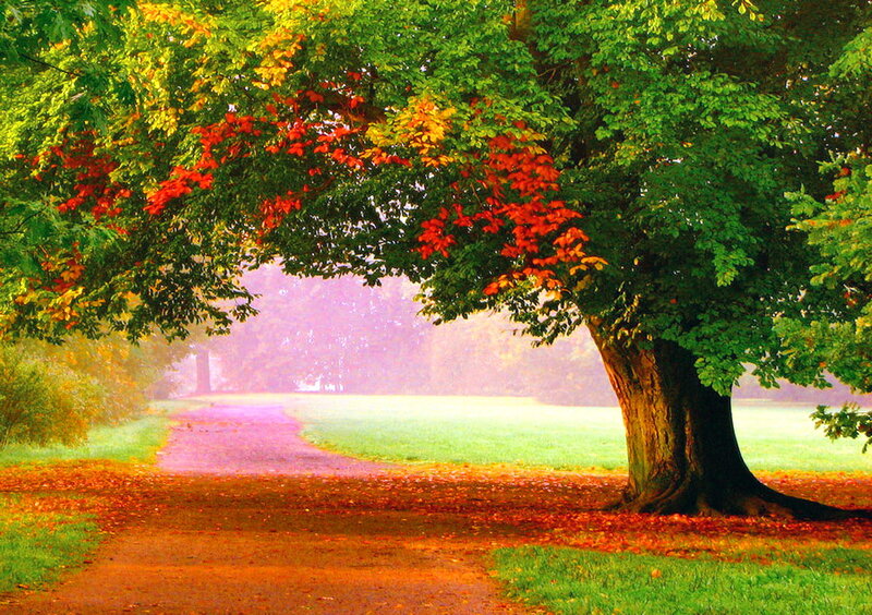 Tree with Autumn Leaves — Green, Serene, Photograph, Path, Grass