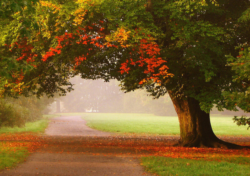 Tree with Autumn Leaves — Green, Serene, Photograph, Path