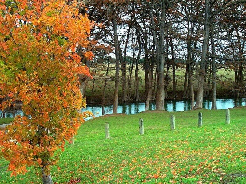 Tree with Autumn Leaves — Green, Serene, Photograph, River