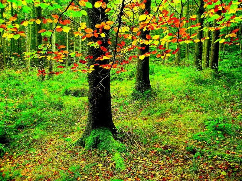 Tree with Autumn Leaves — Green, Serene, Photograph