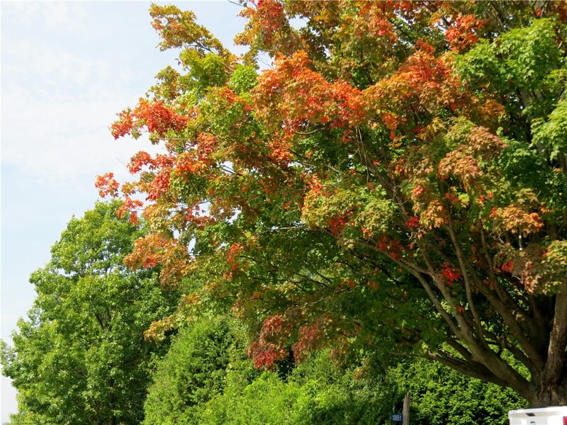 Tree with Autumn Leaves — Green, Serene, Photograph, Trees