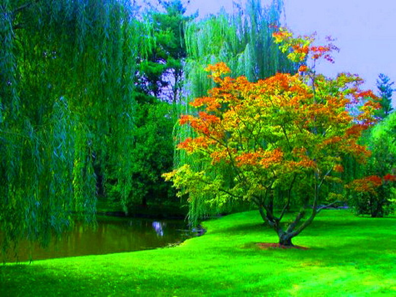 Tree with Autumn Leaves — Green, Serene, Photograph, Willow Tree