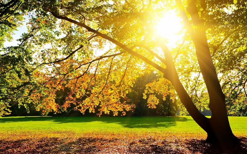 Tree with Autumn Leaves — Green, Serene