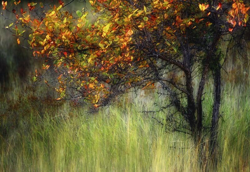 Tree with Autumn Leaves — Green