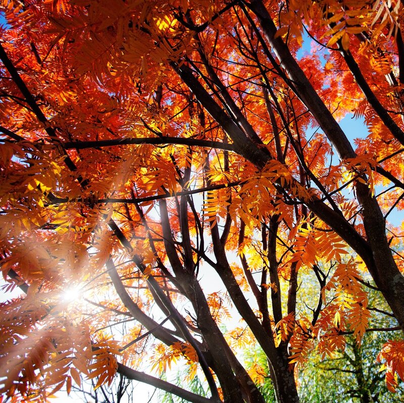 Tree with Autumn Leaves — Orange, Bright
