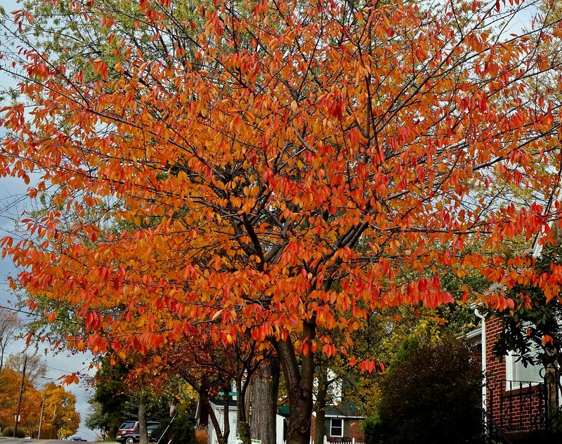 Tree with Autumn Leaves — Orange, Calm, Photograph, House, Car