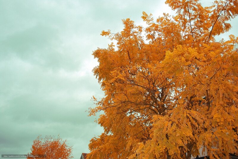 Tree with Autumn Leaves — Orange, Calm, Photograph, Sky