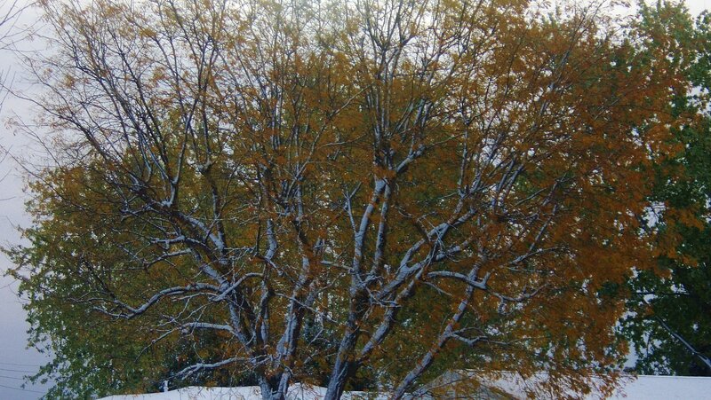 Tree with Autumn Leaves — Orange, Calm, Photograph, Snow