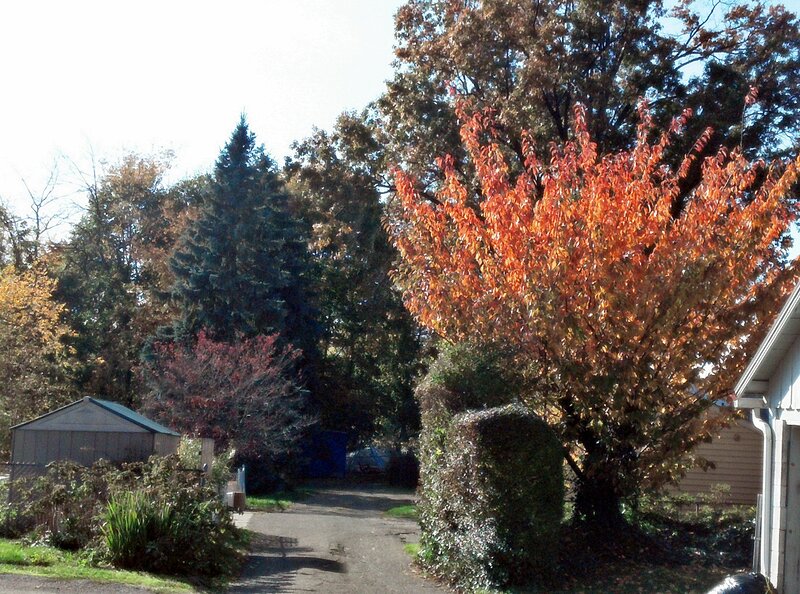 Tree with Autumn Leaves — Orange, Calm, Photograph