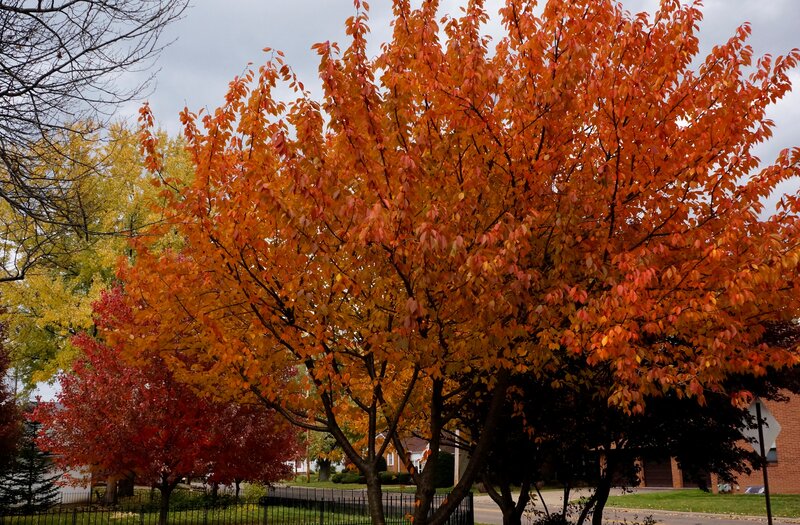 Tree with Autumn Leaves — Orange, Calm, Photograph, Trees