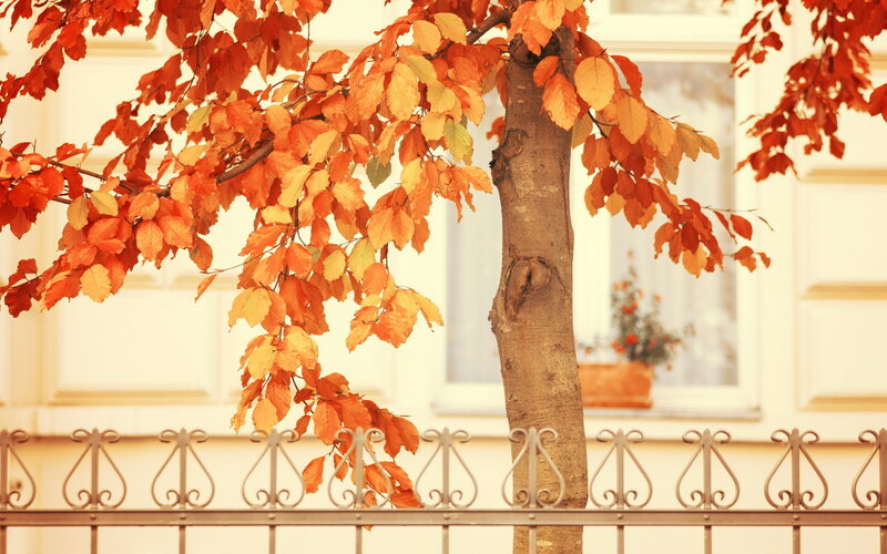 Tree with Autumn Leaves — Orange, Calm