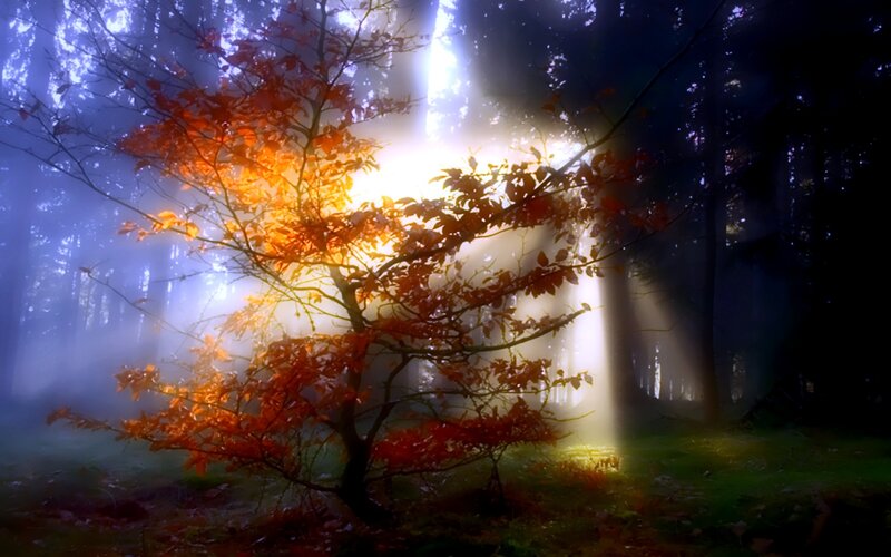 Tree with Autumn Leaves — Orange, Dramatic, Photograph, Forest