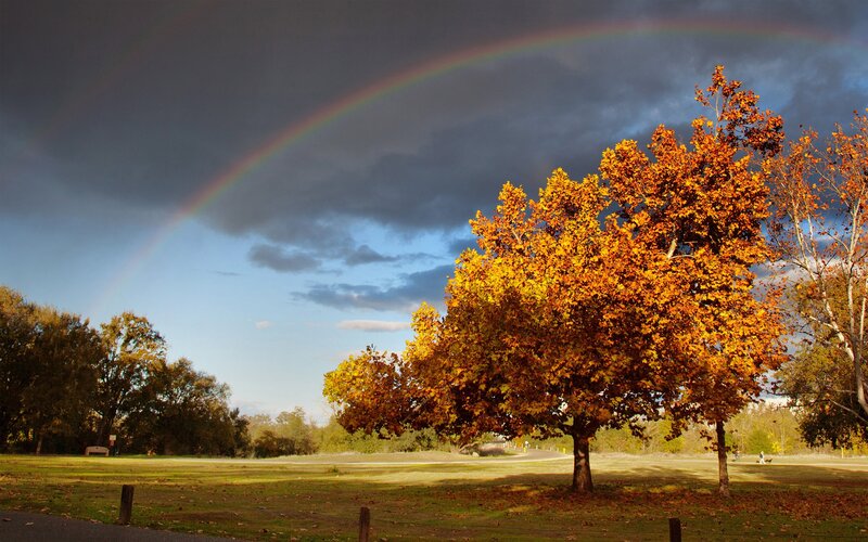 Tree with Autumn Leaves — Orange, Dramatic, Photograph